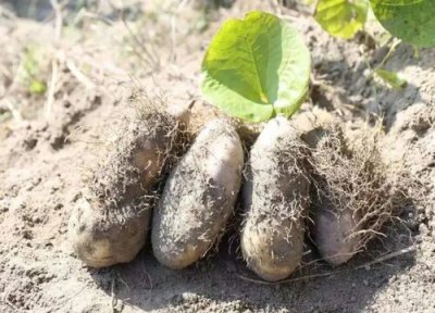毛薯的种植方法和时间 毛薯要种多久才能收成