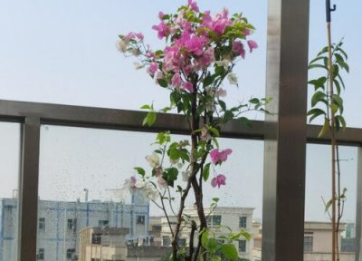 三角梅属于乔木还是灌木 三角梅是乔木还是灌木植物