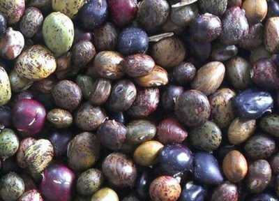 莲藕用什么做种子 莲藕种子怎么种植方法