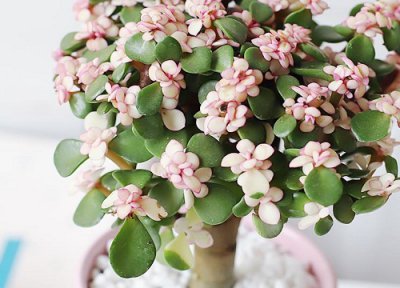 金枝玉叶徒长了怎么办 金枝玉叶长得瘦弱该怎么处理