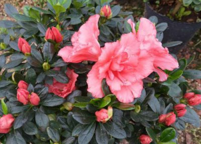 杜鹃不开花是什么原因 如何解决