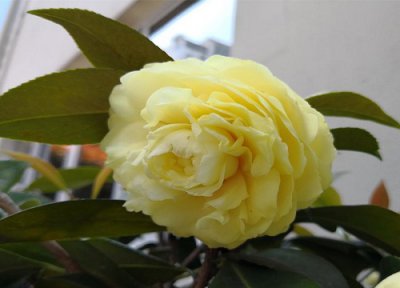 茶花开花期间的养护 茶花花苞时期有哪些养护注意事项