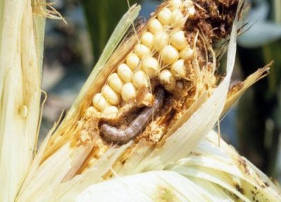 农业种植中常见病害 农业病虫害防治技术与方法措施