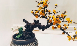 腊梅的盆栽方法 新盆栽腊梅管理方法