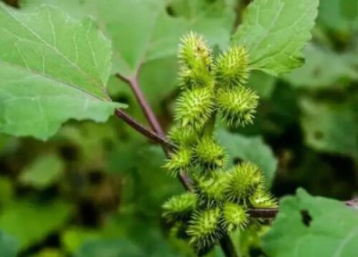 苍耳子泡水喝的功效 苍耳子可以泡水喝吗