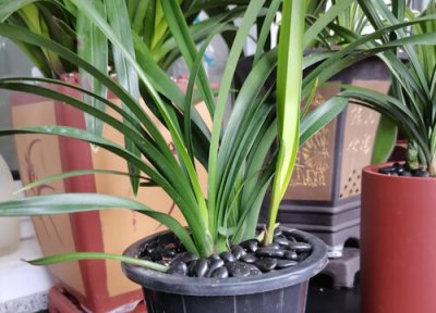 兰花能放在室外养吗 放在外面养还是室内养好