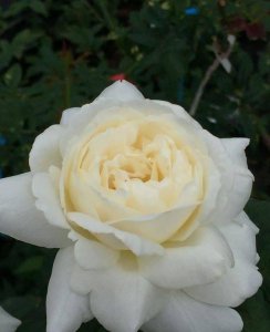 月季种类名称大全及图片 30种常见经典月季花品种花型