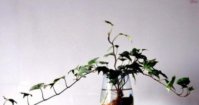 在水里生长的花卉都有哪些 室内适合水中栽培的花卉