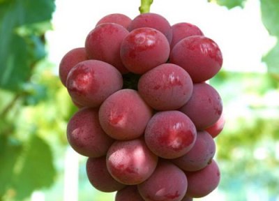 妮娜皇后葡萄栽培技术和管理方法 妮娜皇后品种特性介绍