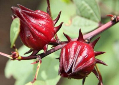 洛神花和玫瑰茄一样吗 长什么样 图片