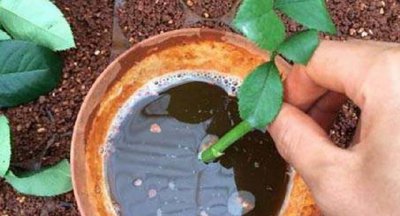 月季什么时候扦插最容易活 月季花怎样插枝成活率高