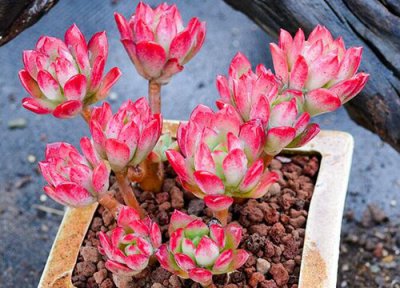 养花浇水注意什么 新手养殖花卉一定要了解的浇水知识