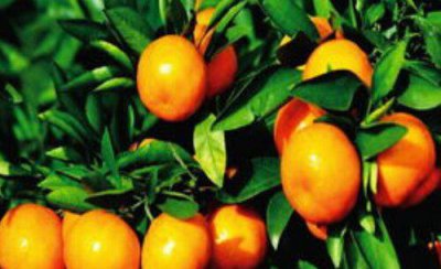 柑橘树什么时候追壮果肥 挂果柑橘施肥最佳时候