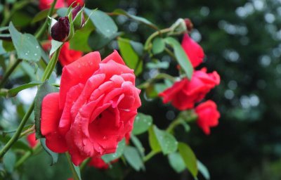 御用马车月季优缺点分析 藤本月季御用马车花期多长