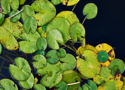 睡莲叶子发黄怎么回事 三种引发叶子边缘发黄发黑的原因