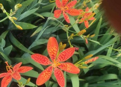 射干亩产量多少斤 射干亩产鲜品是多少斤