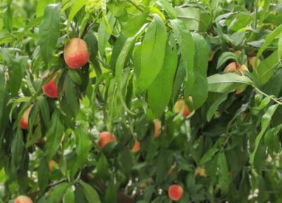 桃树一亩地能栽多少棵 一亩地栽种多少棵桃树苗适合