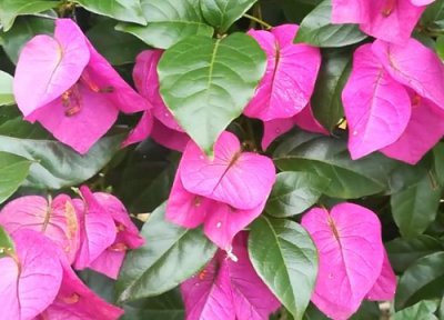 三角梅只长枝条不开花怎么办 一直疯长不开花怎么回事