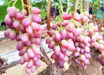 美人指葡萄种植条件 美人指葡萄栽培技术