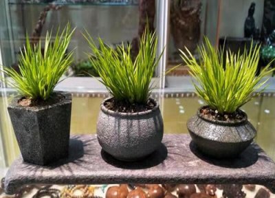 花卉叶子卷曲褶皱 花卉叶片褶皱是哪些原因引起的