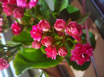 长寿花不开花光长叶子是什么原因 很茂盛却不开花如何补救