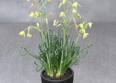 弹簧草休眠时间 弹簧草什么时候休眠