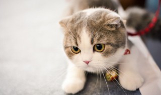 养猫颜色有什么讲究 养猫颜色有哪些讲究