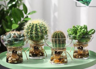 养的仙人球为什么会烂 1月份如何养仙人球不烂球