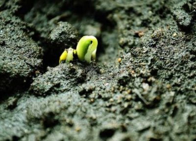 柿子发芽环境 柿子怎么发芽快