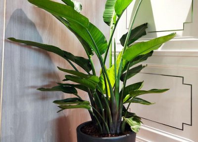 天堂鸟有毒吗 天堂鸟植物盆栽能室内养吗