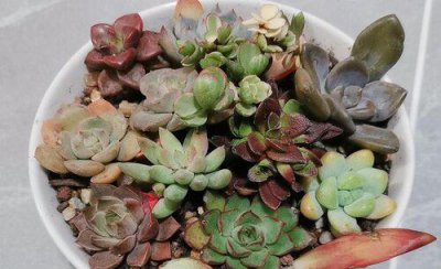 如何给多肉浇水 有哪些诀窍