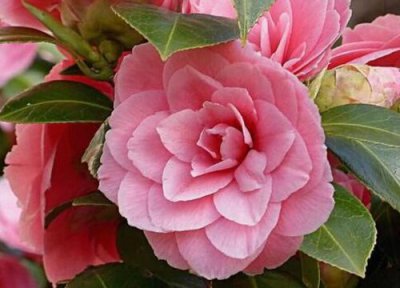 山茶花在北方能养活吗 买回来的山茶花怎么养不活