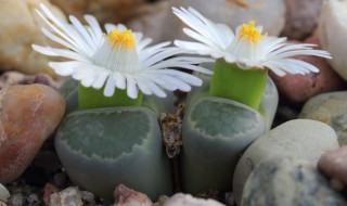 常见的毒植物有哪些 常见的毒性植物有什么