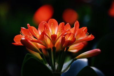 君子兰开完花后花箭怎么处理 开完以后花箭修剪讲究技巧