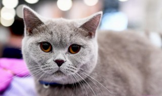 梦见家里来猫预示什么 梦见家里来猫是什么意思