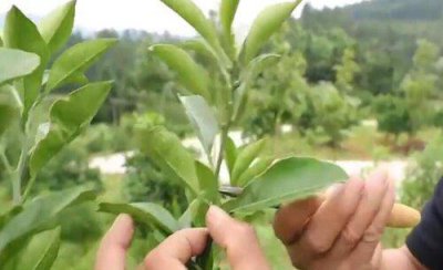 果树常见修剪方法 果农每年都要对果树枝条进行修剪