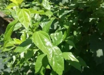 绿豆腐类型与属性 绿豆腐是什么植物类别