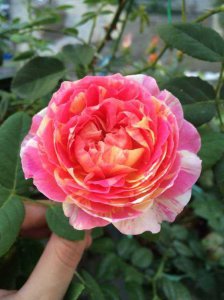 又香又勤花又耐热月季 浓香耐晒抗病花期长好养的月季