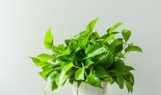 绿萝用水怎么养 绿萝水培方法