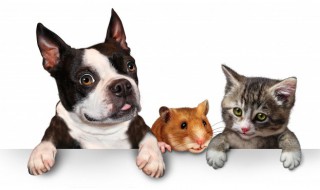 狗狗吃多了樱桃会怎样 狗狗吃多了樱桃会如何