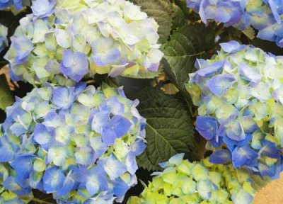 绣球花虫害怎么办 绣球花开花后怎么防止虫害