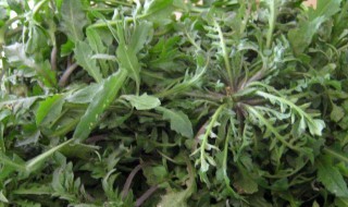 荠菜是热性还是凉性的 荠菜属于热性还是凉性的蔬菜呢