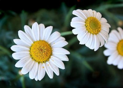 雏菊一年开花次数 雏菊一年开几次花
