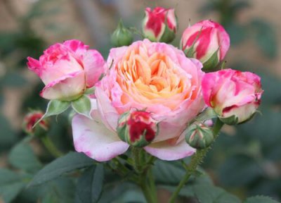 月季花怎样开花的过程 月季花再开一波花需要怎么养护