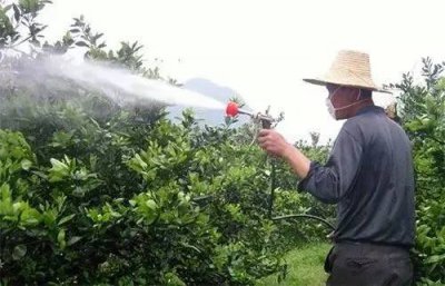 瓜果蔬菜叶面肥的正确使用方法 什么时候打叶面肥好