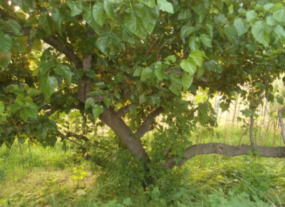 桑树根特点 桑树根的功效与作用