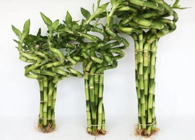 刚买的富贵竹怎样才能快速生根 富贵竹快速生根技巧