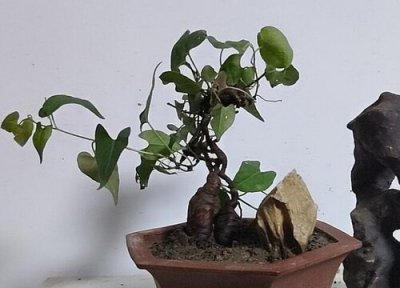 何首乌开花是什么样子的 开花图片