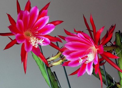 蟹瓜兰一年开几次花 养多长时间开花