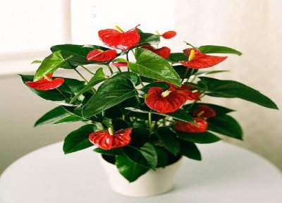 红掌怎么配土 用什么土壤栽最好